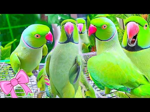 My Funny Parrots Group💕🎀