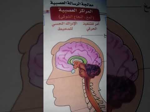 الحركة اللاارادية القوس الانعكاسية الاعضاء المتدخلة في الحركة اللاارادية