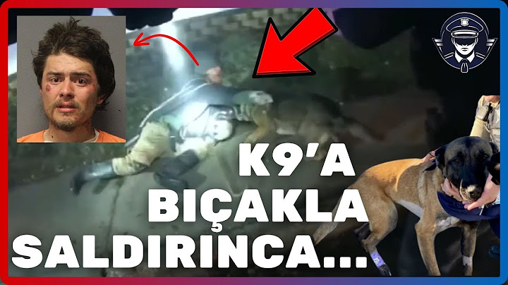 AMERİKAN POLİSİNİN GÖZÜ ÖNÜNDE K9’A SALDIRDIRSAN NE OLUR?