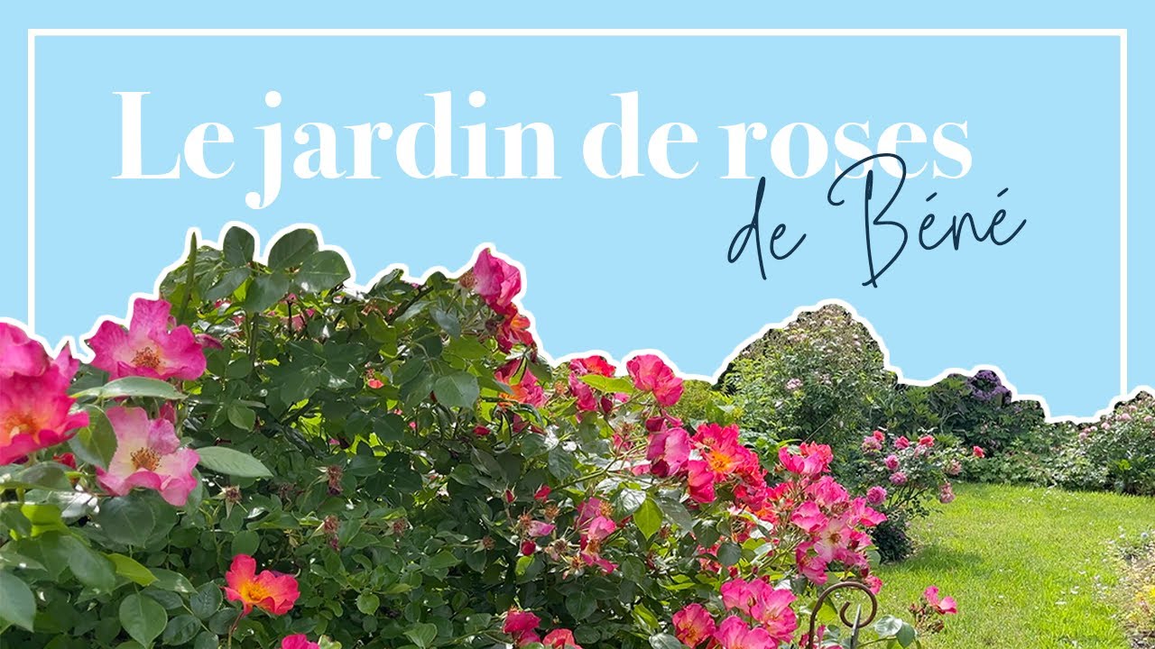 Ce jardin de roses est un rêve! 🌹 Visite chez Béné en Belgique