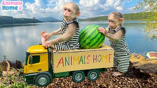 Bibi Steals Amee's Fruits Truck