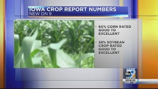 Iowa crop report numbers