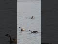 Canada Geese Canada Geese