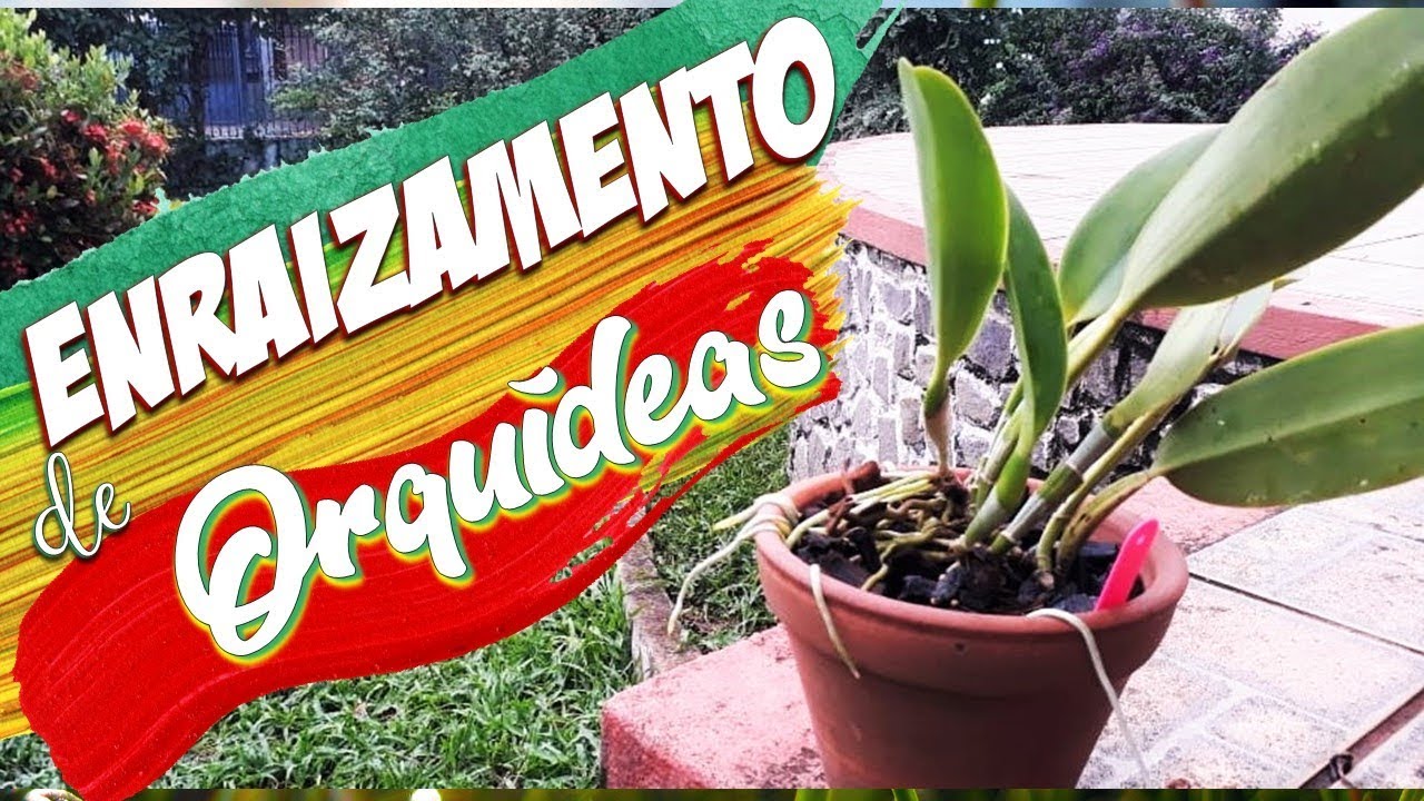 O principal segredo no cultivo de orquídeas!! Raízes novas e saudáveis!
