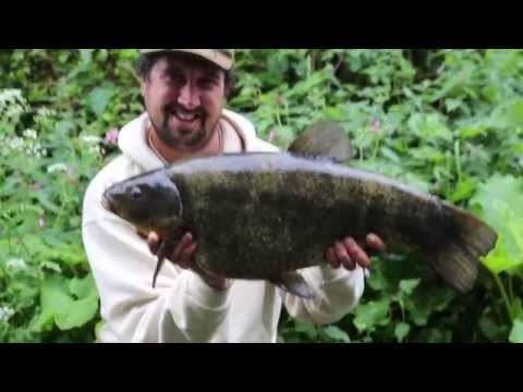 Vídeo: Tench Fish: El Somni D’un Pescador