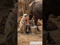 dudh bechne wala bandr 🤣 #funny #comedyvidoes #comedy #funnyanimal #thethar #thetharanimalscimedy