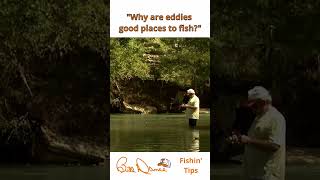 Why are eddies good places to fish?