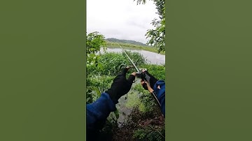 Câu cá lóc- Dễ ăn quá ta #cauloc #caucaloc #caulure #lurefishing #shorts #short