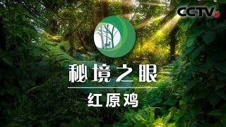 《秘境之眼》红原鸡 20200331 | CCTV