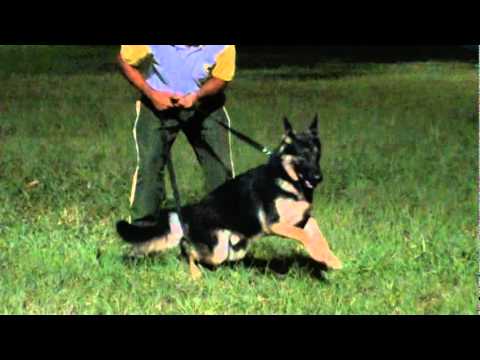 ATIS - PROTEÇÃO schutzhund commands