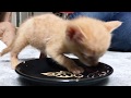 【かわいい子猫】生後１ヶ月離乳食デビュー！/ROYAL CANIN ベビーキャットインスティンクティブ