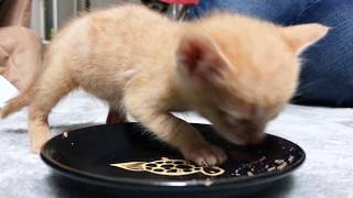 【かわいい子猫】生後１ヶ月離乳食デビュー！/ROYAL CANIN ベビーキャットインスティンクティブ