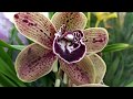 Обзор орхидей 9  апреля 2020 Леруа Мерлен  Воронеж цена от 238 рублей стандарты