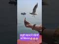 अपने हाथ से पक्षियों को खाना खिलाने में अलग ही सुकून मिला#viral #viraltoday #viralvideo #birds 🤝🤝🤝😍