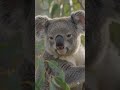 Koala on Eucalyptus Tree 🐨 | AI Wildlife