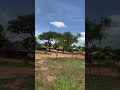 Live Highlight 