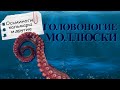 Головоногие моллюски: многорукие пришельцы | Познавательное видео | Удивительный мир беспозвоночных