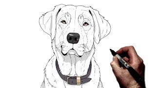 How To Draw A Dog (Labrador) | Step By Step |