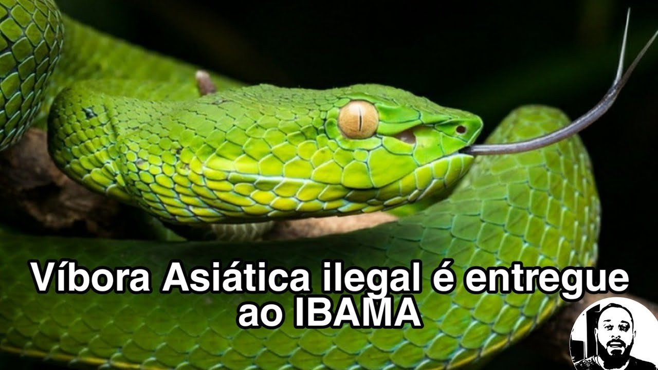 Vibora Asiática entregue ao IBAMA após Naja Kaouthia ter picado estudante | Biólogo das Serpentes