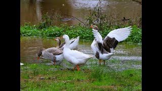 Tumut River flooding Video July 17 2021
