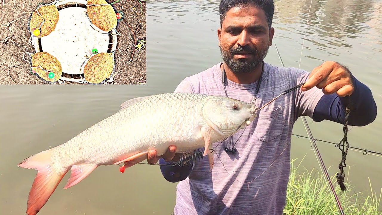 big rohu fishing, feedar popup fishing, जादुई चारे पे रुहु मछलि का ...