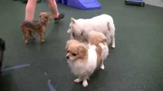 Winston's Day of Play at Dogtopia