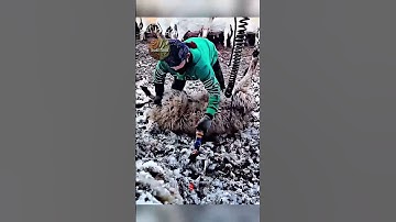 Fast Sheep Shearing You WON