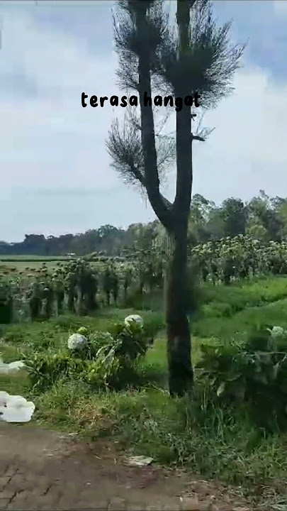 dan aku mulai takut terbawa cinta