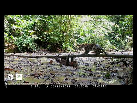 Predation attempt by an ocelot on a Linnaeu's two-toed sloth at a mineral lick in Western Amazonia