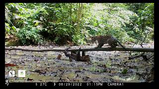 Predation attempt by an ocelot on a Linnaeu&#39;s two-toed sloth at a mineral lick in Western Amazonia