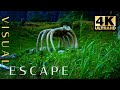 Peaceful Wind Blowing Through Tall Grass In Elephant Graveyard | 4K