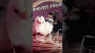 joyeuses Pâques 😁 #poules #animaux #plume #poussins #poules #poulepekin