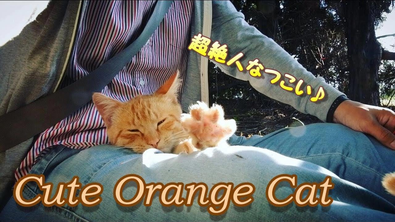 超絶に人なつこい茶トラ猫 寝落ちする猫 かわいい Cute Orange Cat Youtube