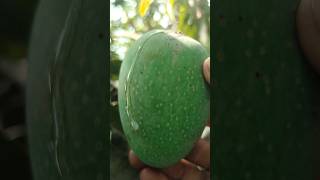 “Went for mango… got this 🥭😄”|Fresh mango from tree 😱😱 #mango #mangovarieties #shorts #shortvideo