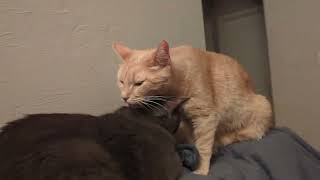 Orange cat bathing Grey buddy
