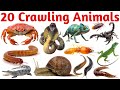 रेंगने वाले जानवरों के नाम सीखें | 20 Crawling Animals Names in English for Kids Vocabulary Learning