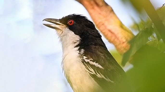 Papa-capim-de-coleira - eBird