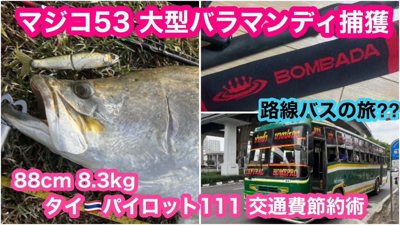 Bombada Magico 53 Large Barramundi!! Save on transportation costs