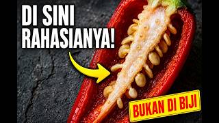 Cabai Merah Tapi Hambar? Ternyata Bagian Ini yang Menentukan Tingkat Pedasnya!