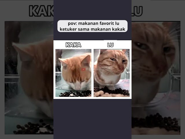 jadi gak nafsu makan #pov #kucing #meme #relateable class=