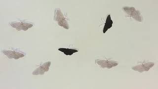 Darwin's Four Postulates