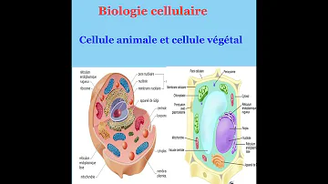 Quelle est la différence entre animal et végétal ?