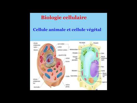 Vidéo: Quelle est la différence entre une cellule animale et une cellule végétale ?
