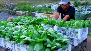 How to grow mustard greens from seed to harvest using only used containers at home