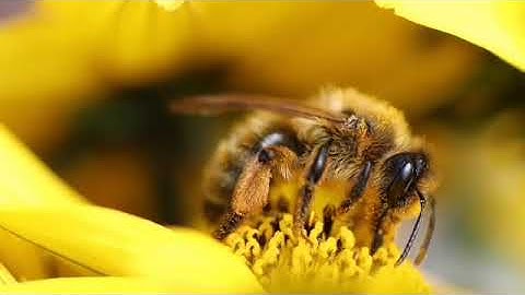 سورة النحل " القارئ الشيخ عكاشة كميني"