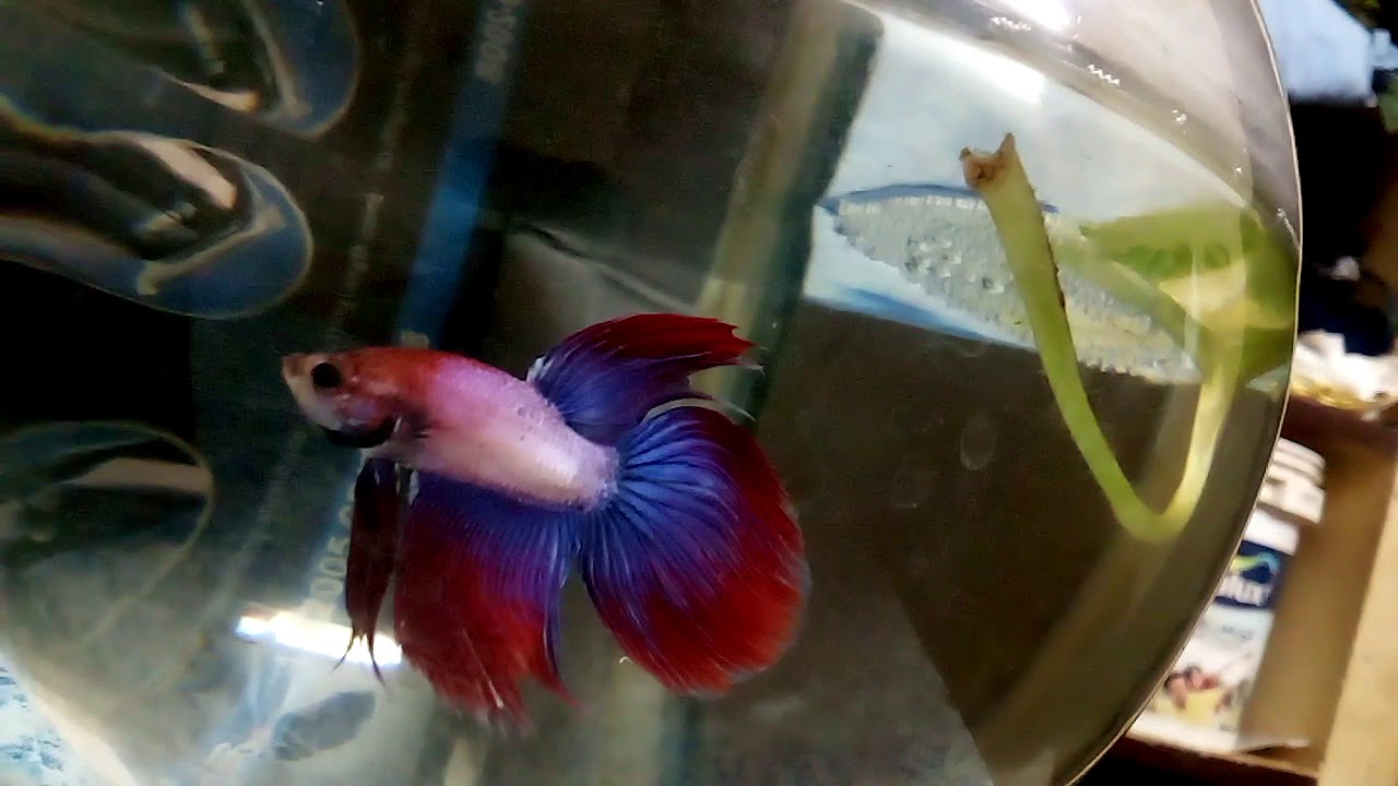 Veiltail betta fish 