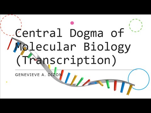 Video: Ano ang function ng Tfiih sa transcription initiation complex?