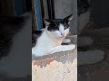 cat#animals#cats#kitten#catloverlifev#catvideos#cat#catvideos