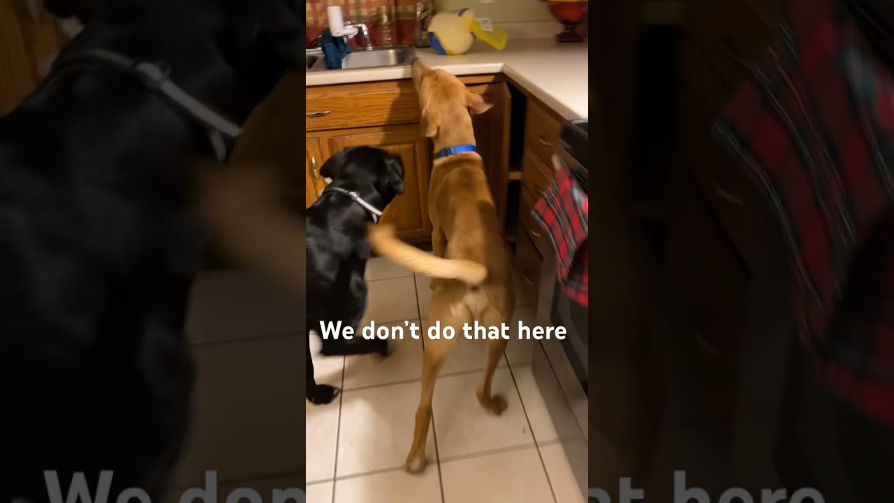 No Counter-Surfing! (House manners) 