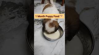 1 Month Puppy Food.#petlover #dogs #puppy #shihtzu #shortvideo #yt #puppyfood #trendingshorts